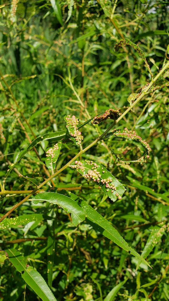 Willow Bead Gall Mite (Aculus tetanothrix)