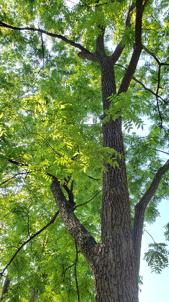 Black Walnut in Fairfax Co., Virginia (7/27/2019).