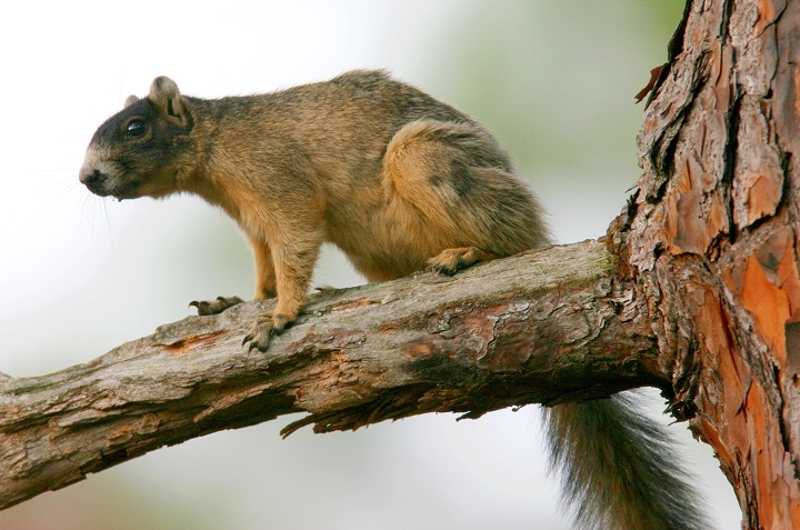 An Eastern Fox Squirrel near Okefenokee Swamp in Ware County Co., Georgia (5/5/2006).