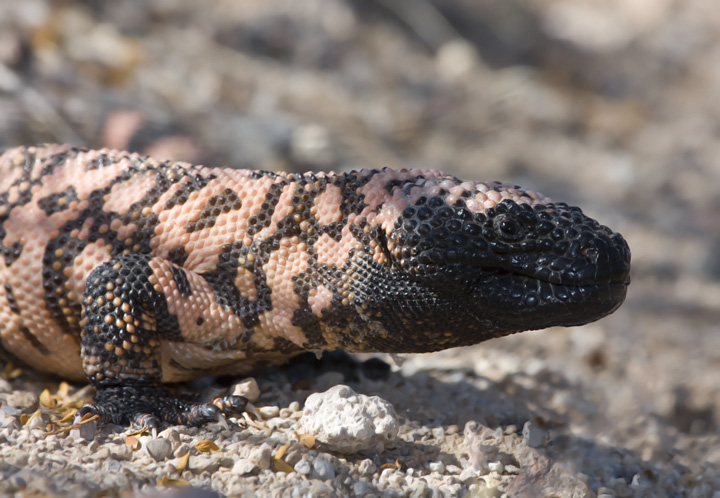Reptiles & Amphibians