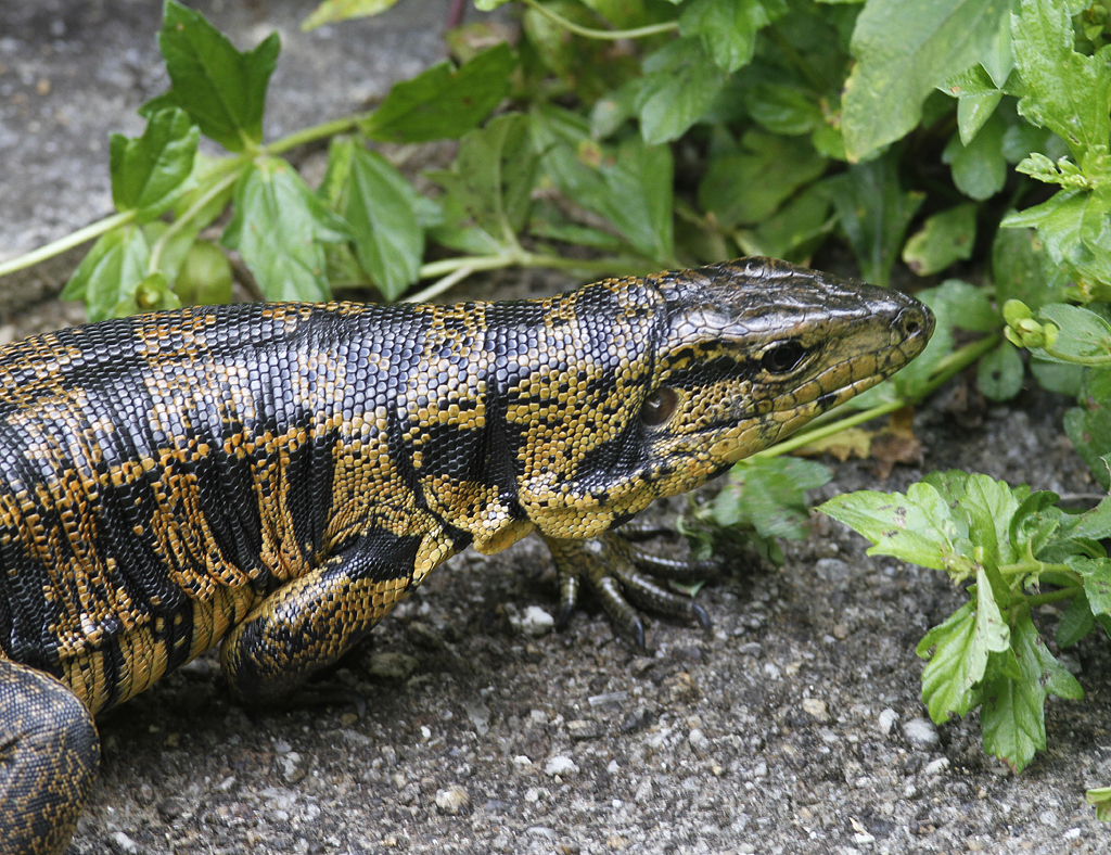 BioFiles — Cryptic Golden Tegu (Tupinambis cryptus), image size:1024x788