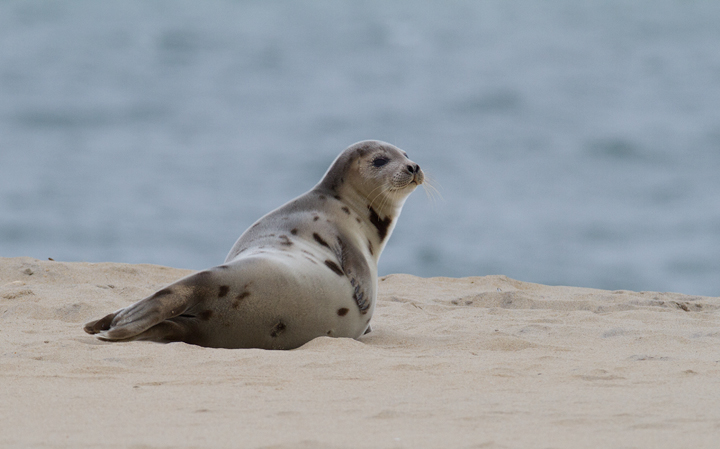 A Harp Seal in Worcester, Maryland (2/8/2014).