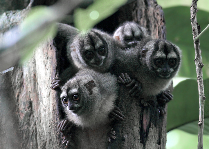 Mammals