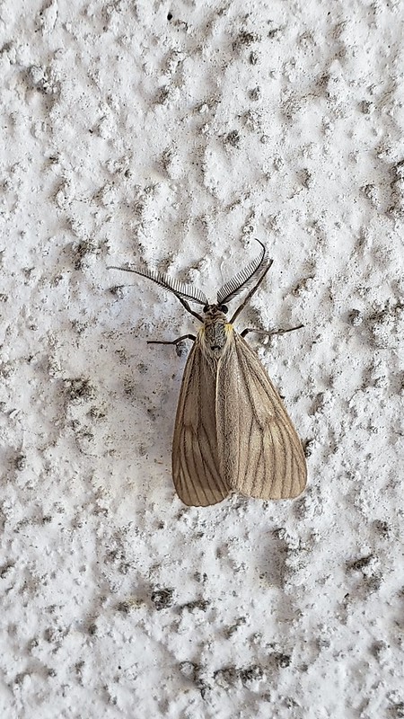 A California Oak Moth in Monterey County, California (9/25/2019).