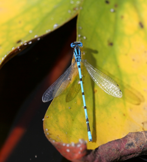 Dragonflies & Damselflies (Odonata)