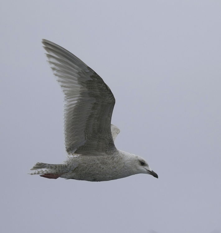 A first-cycle Kumlien's Gull also followed the boat for many miles (Maryland pelagic waters, 2/5/2011).