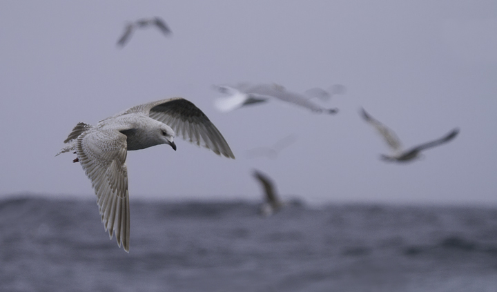 A first-cycle Kumlien's Gull also followed the boat for many miles (Maryland pelagic waters, 2/5/2011).
