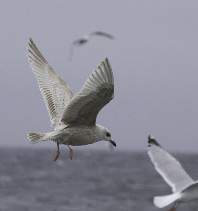 A first-cycle Kumlien's Gull also followed the boat for many miles (Maryland pelagic waters, 2/5/2011).