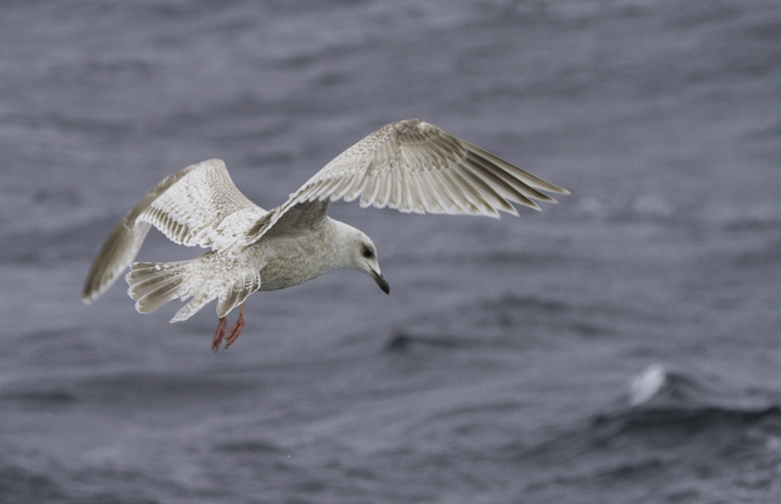 A first-cycle Kumlien's Gull also followed the boat for many miles (Maryland pelagic waters, 2/5/2011).