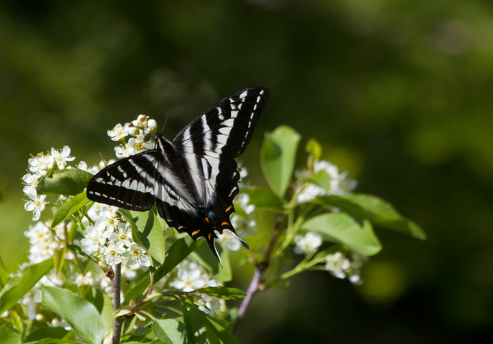 Pale Swallowtail (Papilio eurymedon)