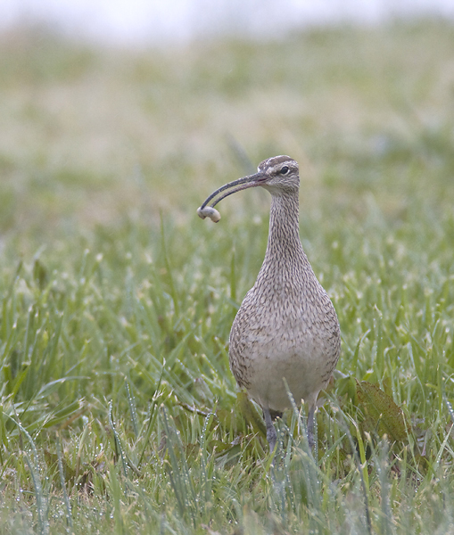 Below: This migrant Whimbrel made a brief stopover at the Chance Inlet in Somerset Co., Maryland (4/6/2008). We watched it forage in a grassy area beside the Bay, probing deeply in the grass to retrieve small snails and grubs.