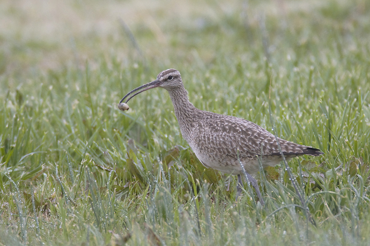A migrant Whimbrel at the Chance Inlet in Somerset Co., Maryland (4/6/2008).