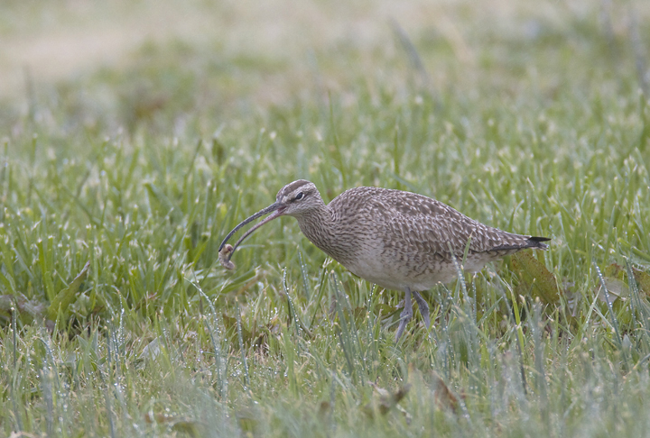 A migrant Whimbrel at the Chance Inlet in Somerset Co., Maryland (4/6/2008).