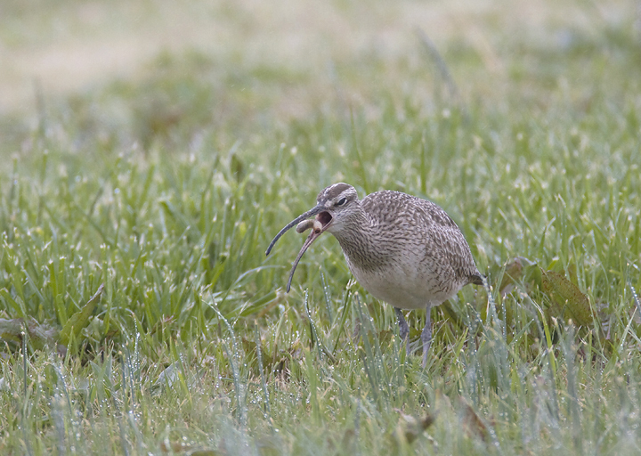 A migrant Whimbrel at the Chance Inlet in Somerset Co., Maryland (4/6/2008).