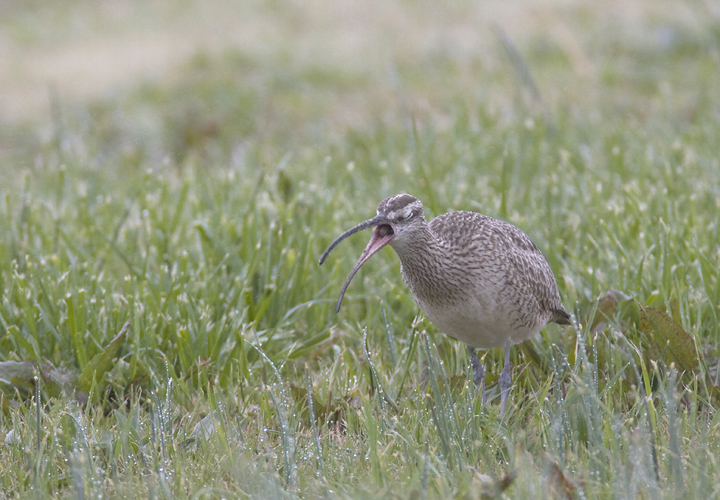 A migrant Whimbrel at the Chance Inlet in Somerset Co., Maryland (4/6/2008).