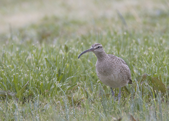 A migrant Whimbrel at the Chance Inlet in Somerset Co., Maryland (4/6/2008).