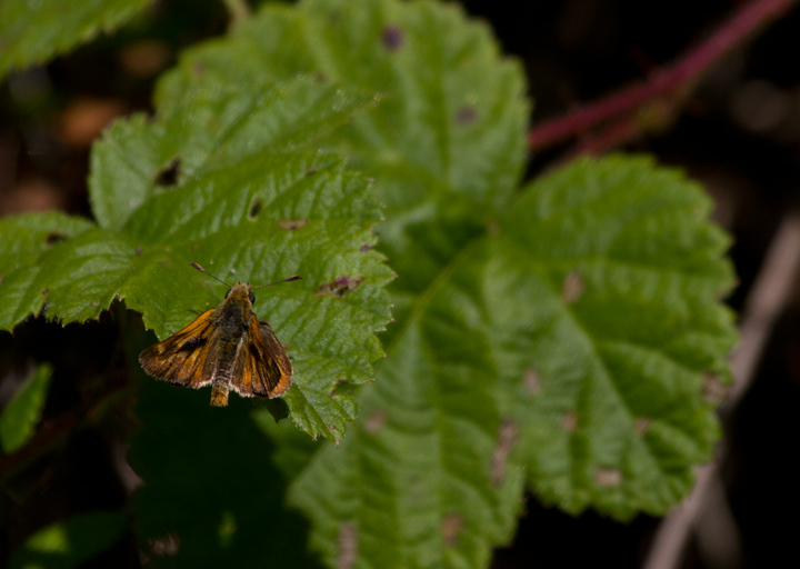 A Rural Skipper in Monterey County, California (7/1/2011).