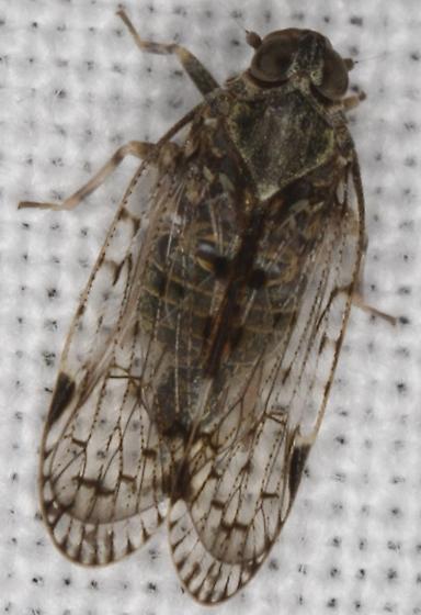A <em>Melanoliarus placitus</em> species in Anne Arundel County, Maryland (6/13/2015). Determined by Solomon Hendrix/BugGuide.