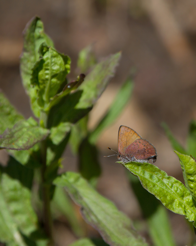 Butterflies