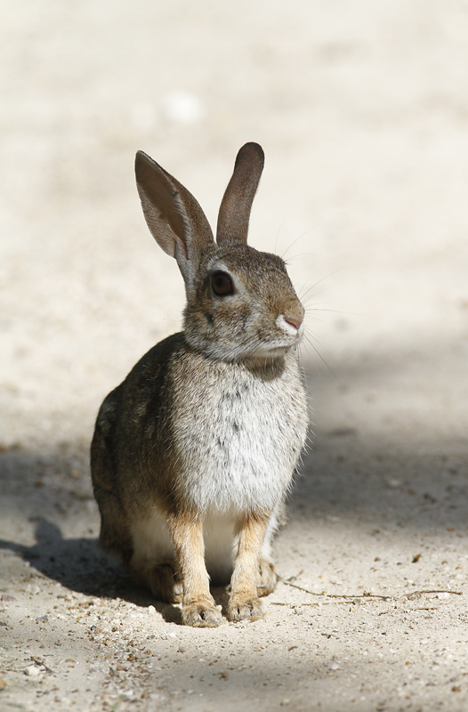 An Eastern Cottontail in Hidalgo County, Texas (6/1/2015).