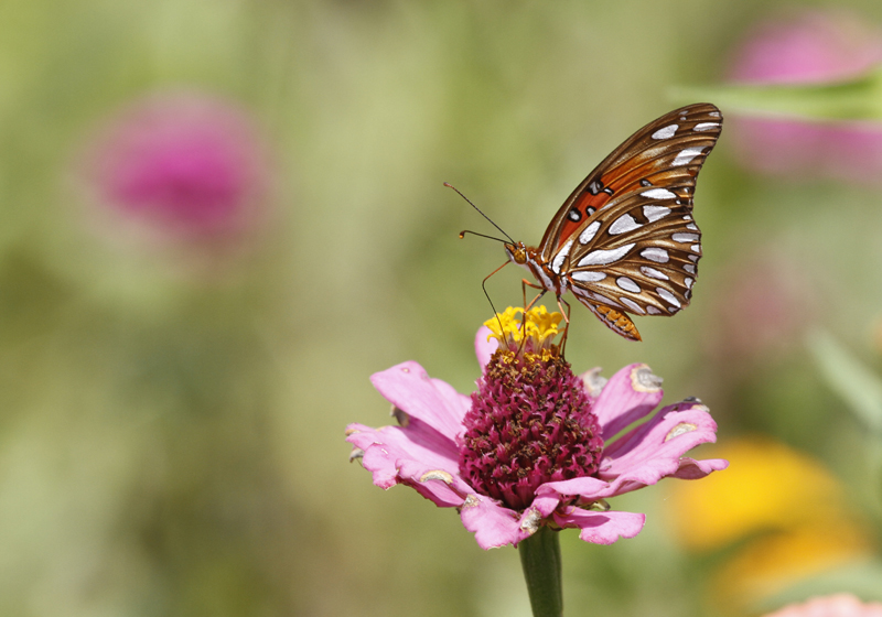 A Gulf Fritillary in Hidalgo County, Texas (6/1/2015).