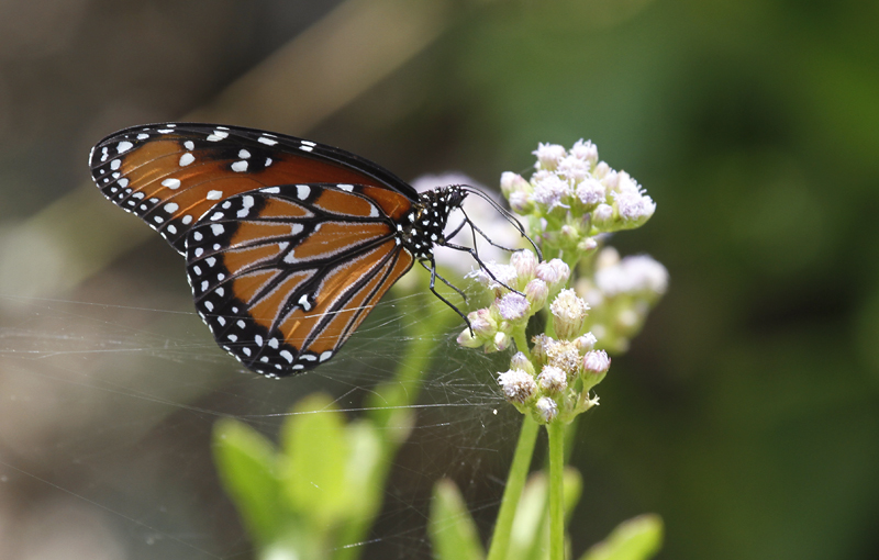 A Queen in Hidalgo County, Texas (6/1/2015).