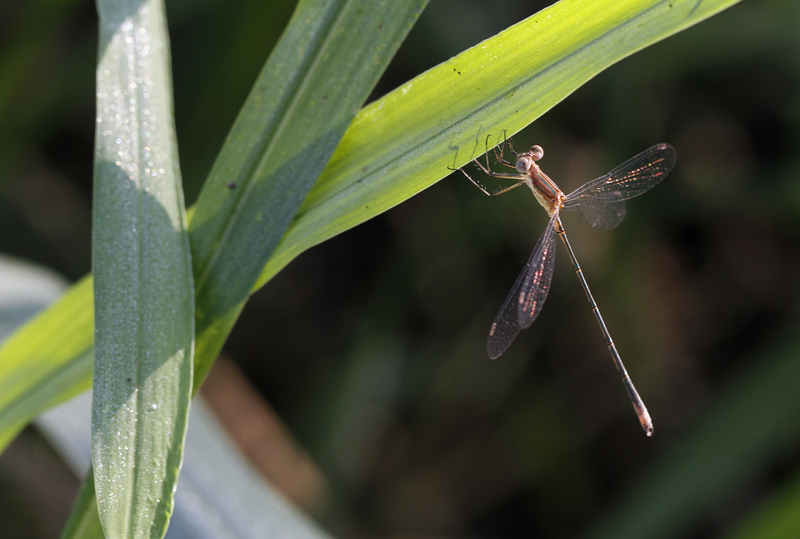 A Rainpool Spreadwing in Hidalgo County, Texas (6/1/2015).