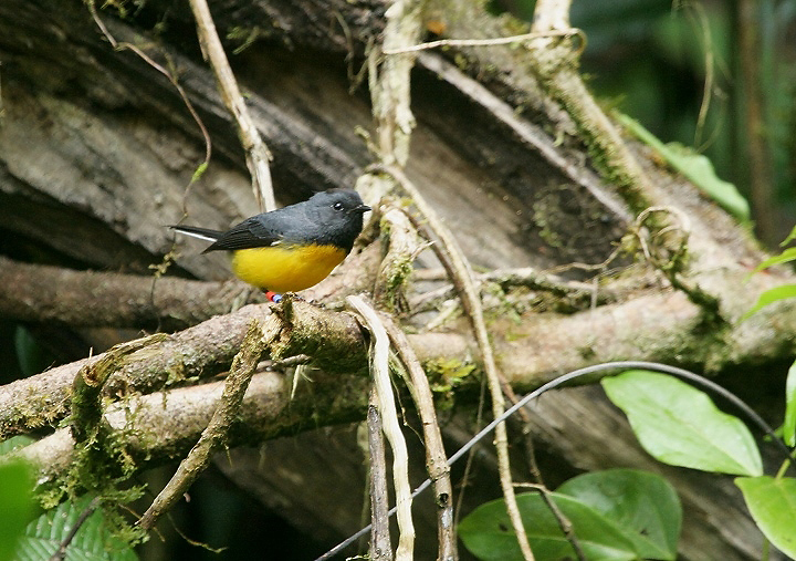 A color-banded Slate-throated Redstart hawking insects in the misty rain at Monteverde, Costa Rica.