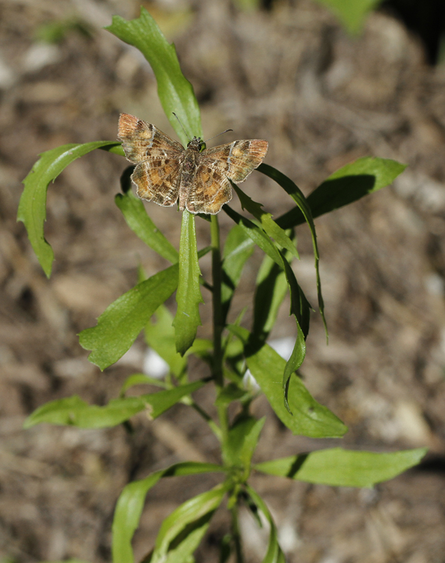 A Texas Powdered-Skipper in Hidalgo Co., Texas (6/1/2015).