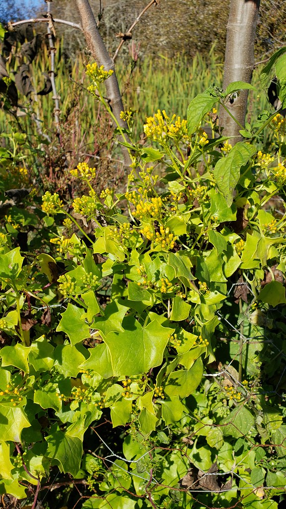 Cape Ivy (Delairea odorata)