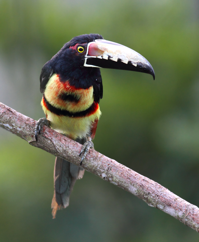 A Collared Aracari in central Panama (7/4/2010).