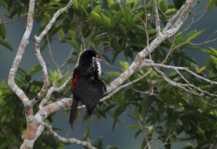 A Collared Aracari in central Panama (7/4/2010).