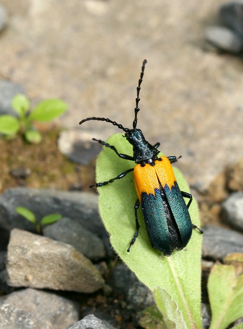 Beetles (Coleoptera)