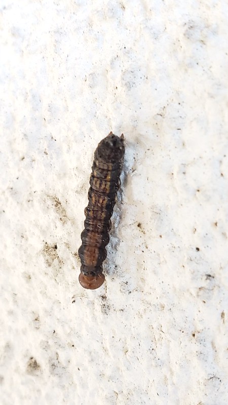 A California Oak Moth larva in Monterey County, California (9/25/2019).