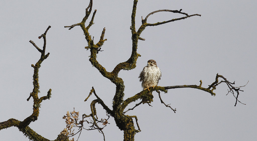 A Prairie Falcon in Monterey County, California (12/8/2019).