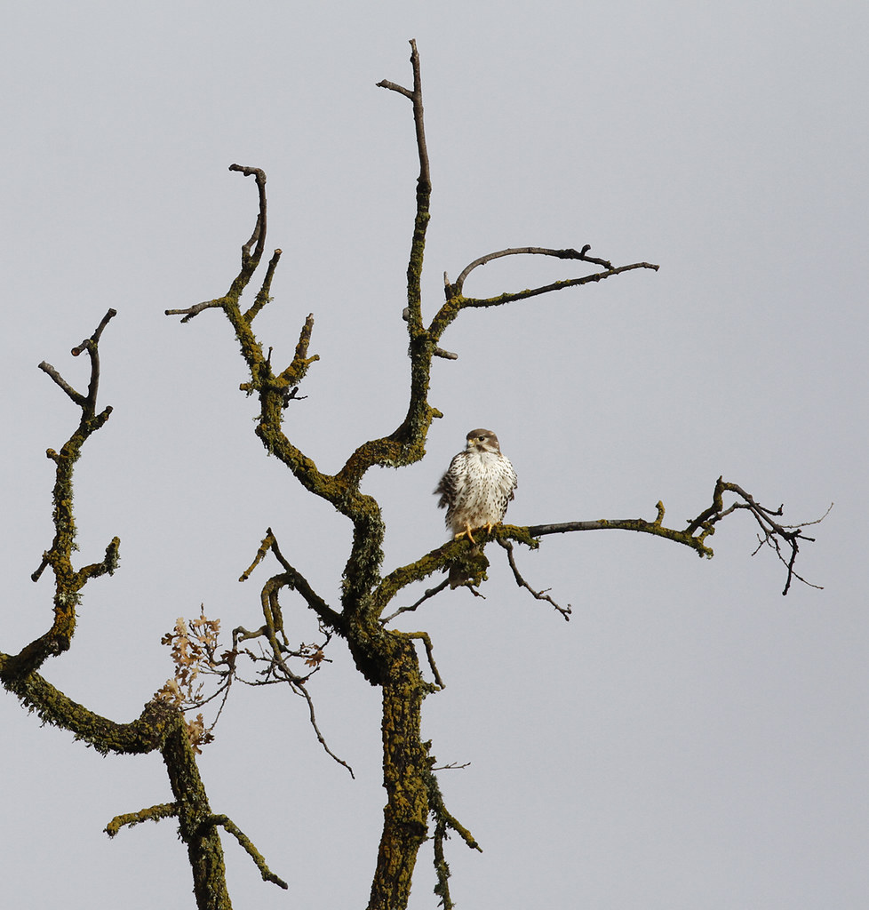 A Prairie Falcon in Monterey County, California (12/8/2019).