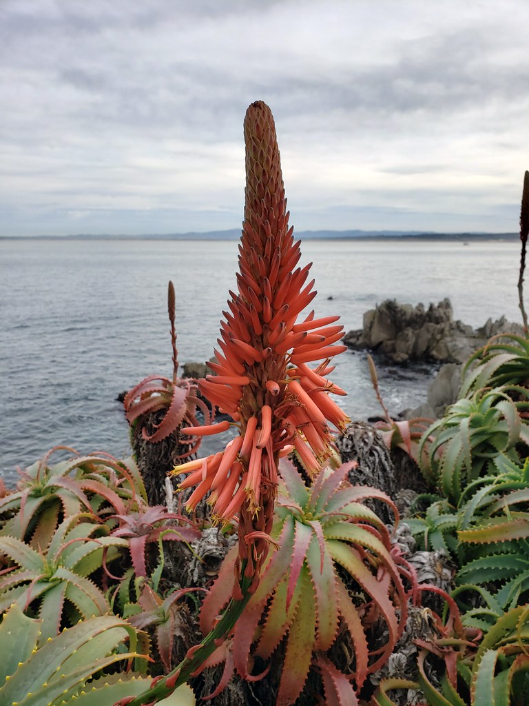 BioFiles  Candelabra Aloe (Aloe arborescens)