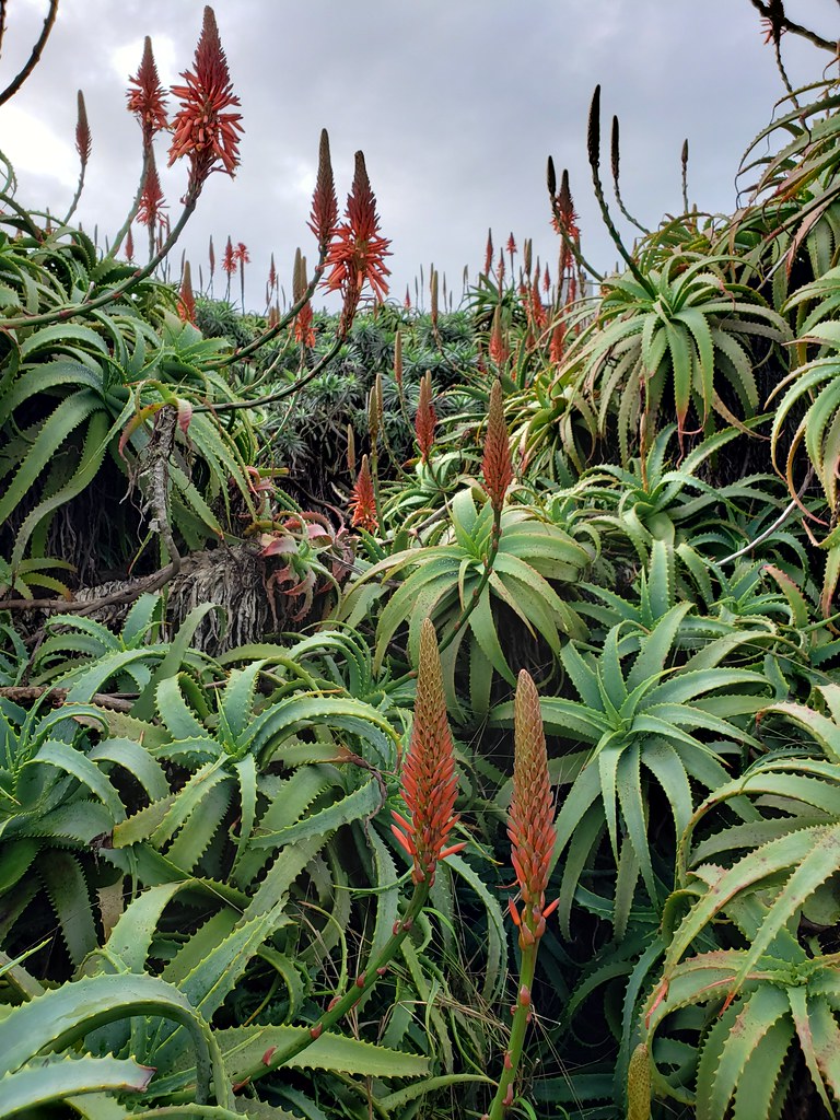 BioFiles  Candelabra Aloe (Aloe arborescens)
