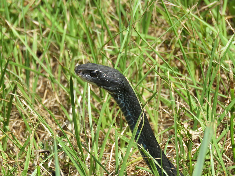 The BioFiles – Record #77642