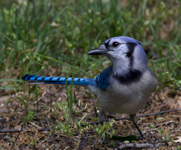 Blue Jay (Cyanocitta cristata)
