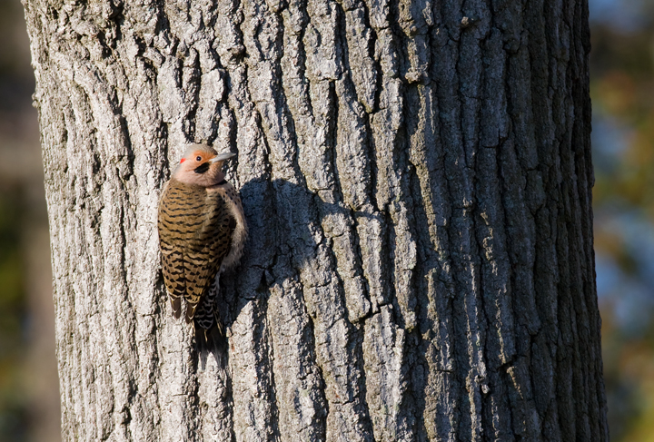 A Northern Flicker (Yellow-shafted) at Fort Smallwood Park in Anne Arundel County, Maryland (1/31/2009).
