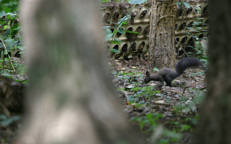 A terrible photo of a Korean Tree Squirrel in South Korea (10/5/2005).