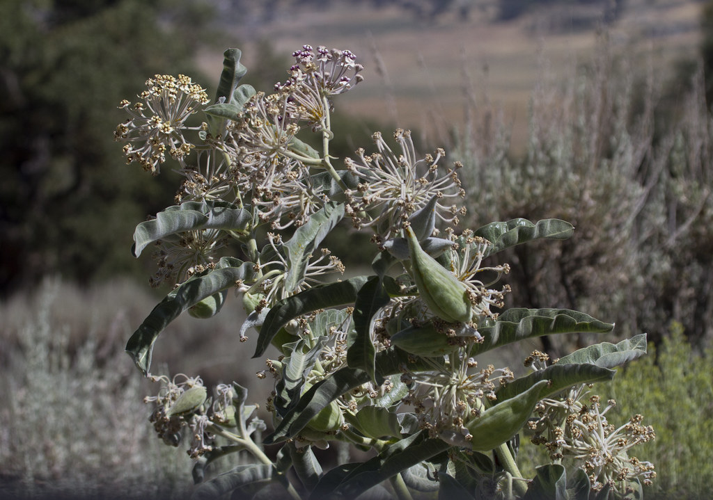 Woollypod Milkweed (Asclepias eriocarpa)
