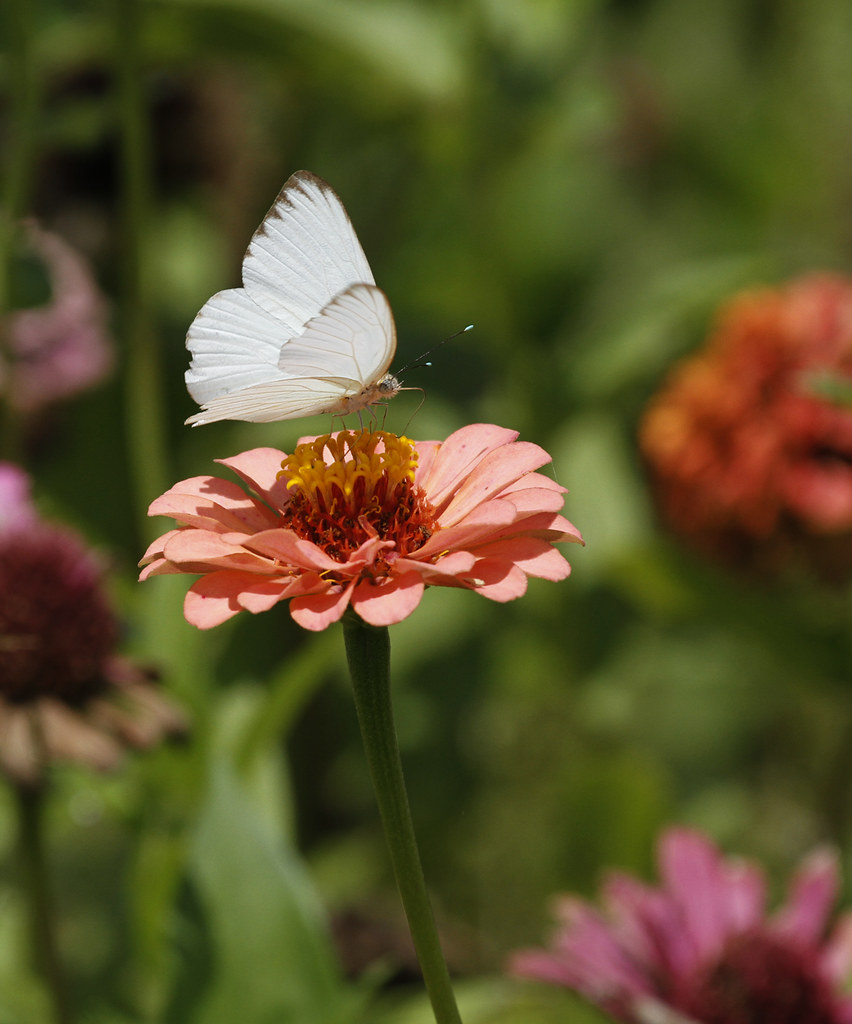 Great Southern White (Ascia monuste)