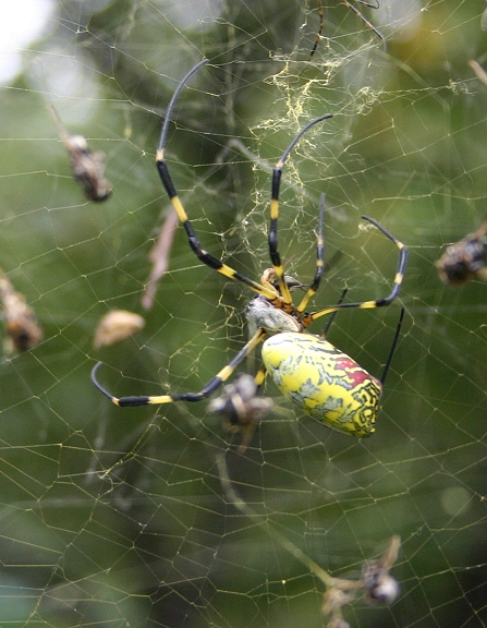 Spiders
