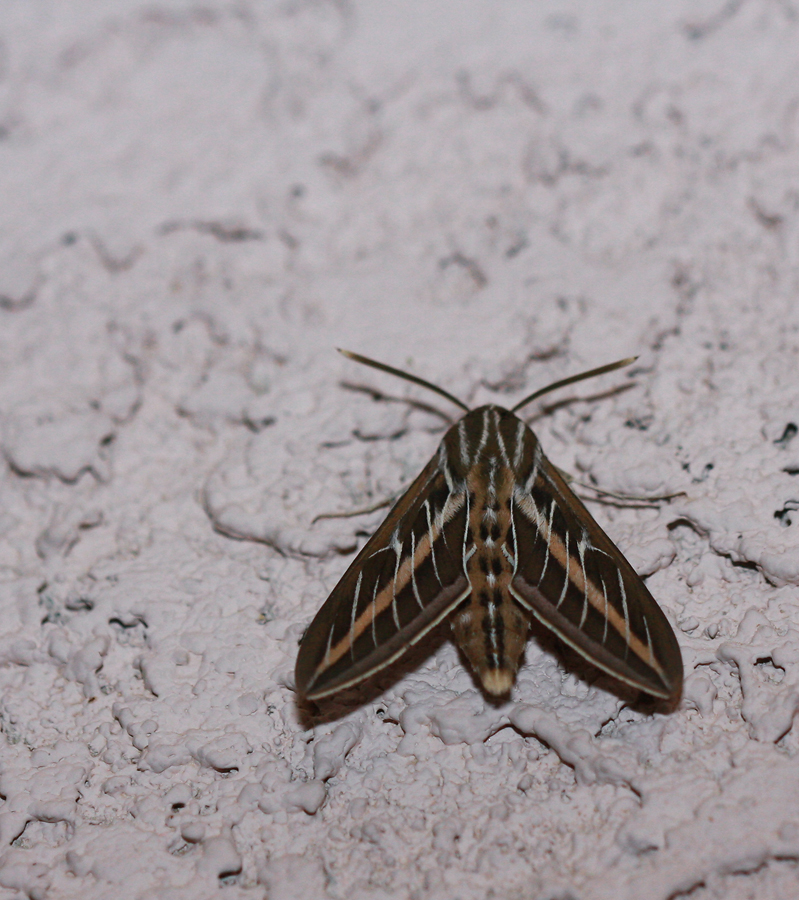 White-lined Sphinx (Hyles lineata)