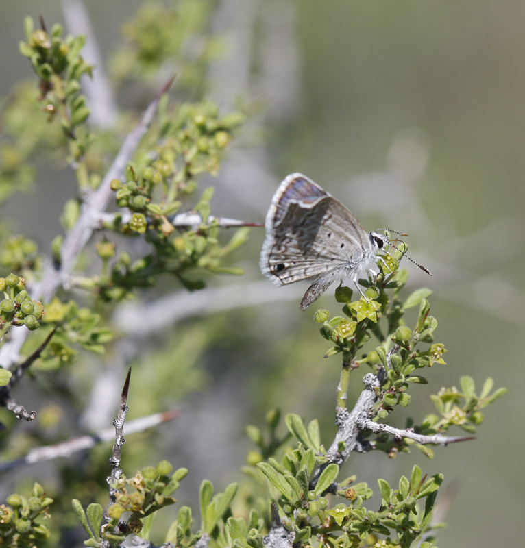 Ceraunus Blue (Hemiargus ceraunus)