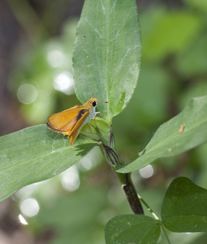An Orange Skipperling in Pima County, Arizona (8/3/2008). Orange Skipperling (Oarisma aurantiaca)