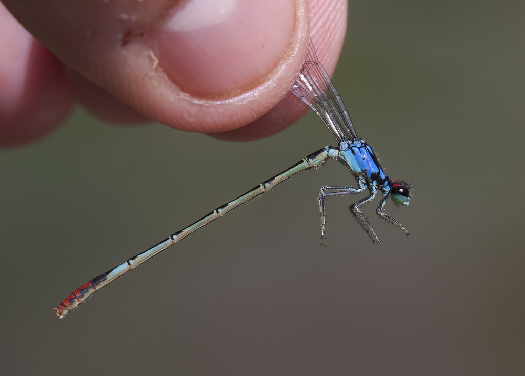 Dragonflies & Damselflies (Odonata)