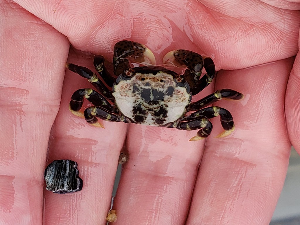 Purple Shore Crab in Monterey County, California (6/27/2020).